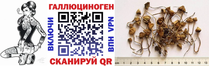 дарнет шоп  Староминская  Галлюциногенные грибы прущие грибы 